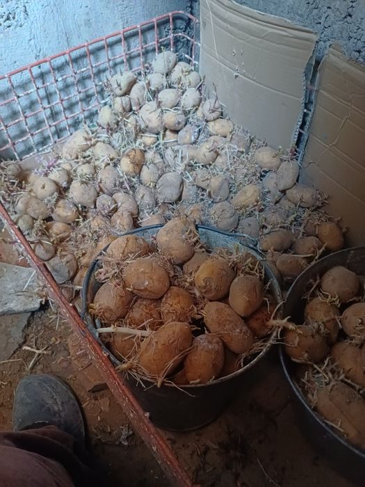 Картошка для посадки