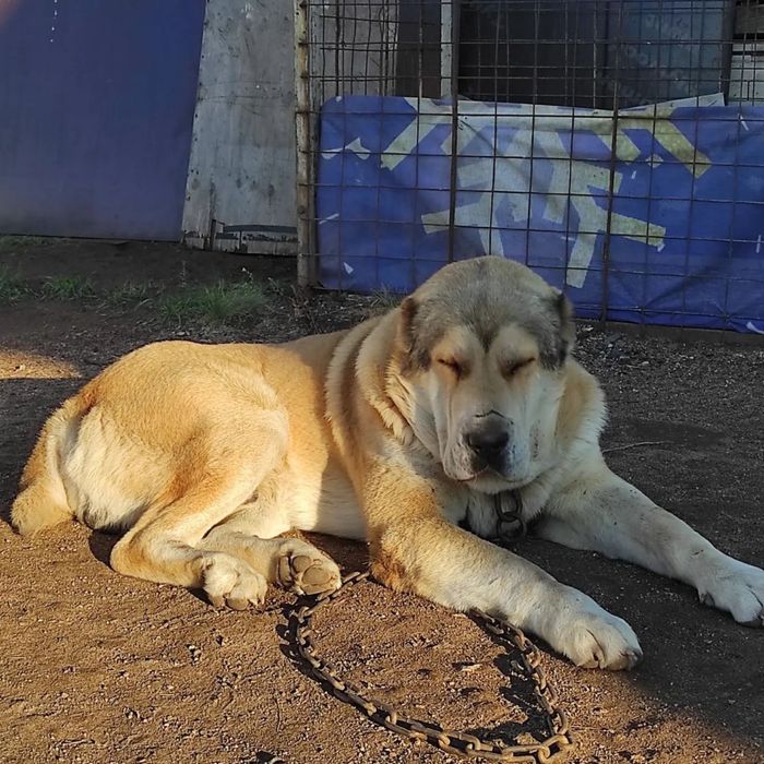 Питомник предлагает к продаже щенков Волкодава