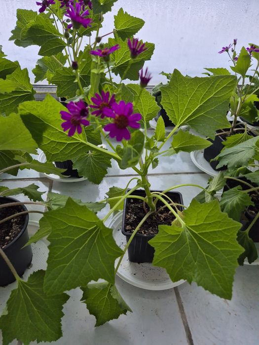 Домашние  цветы.