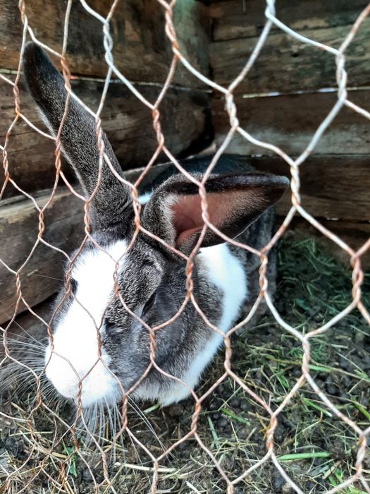 Rate,Cocoși ,Gaini pitice . Cocoși Motata Olandeza Iepuri