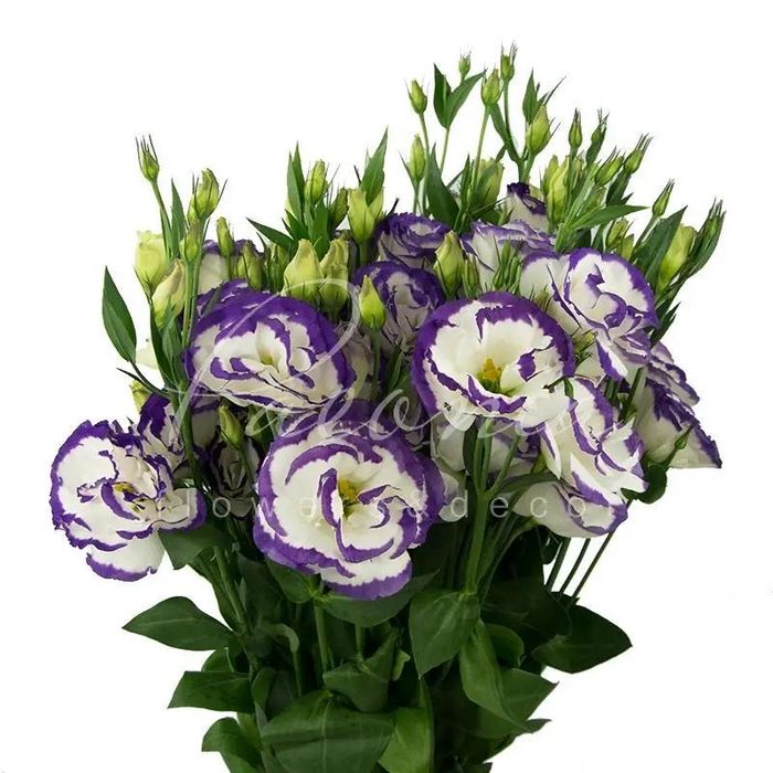 Эустома цветы рассада