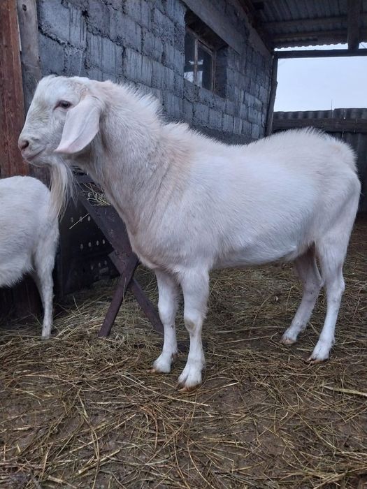 Продается козел Англо-нубийской  пароды.