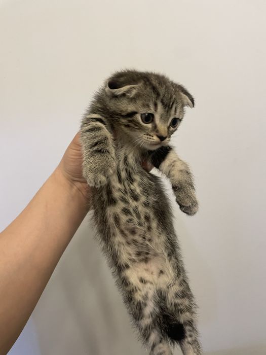 Котята продаются