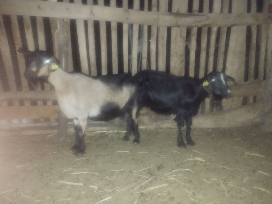 Ешкі сатылады екеу