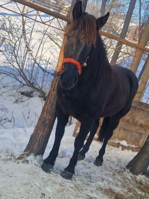 De vânzare două iepe rosia 5 ani si neagra 2 ani si 4 luni.