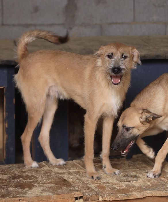 Молодой мальчик Дин, 11 мес., ищет дом