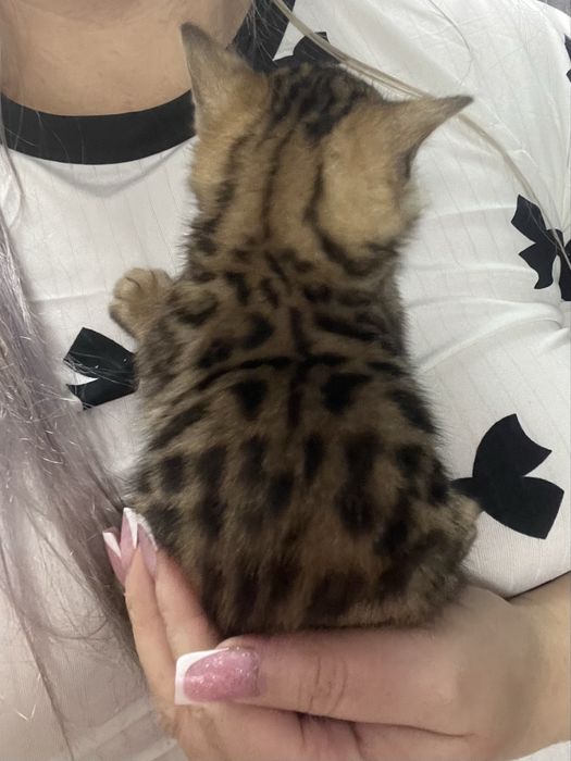 Маленький леопард