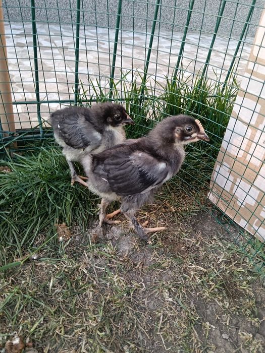 Pui moțați bărboși frezați incaltati+ pereche marans