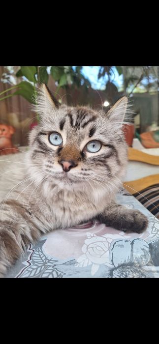 Котик бесплатно!