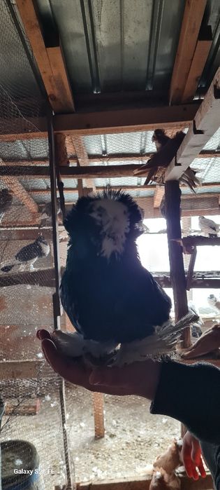 Продавам бухари двойки и единични