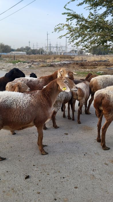 Продам Арашан маток