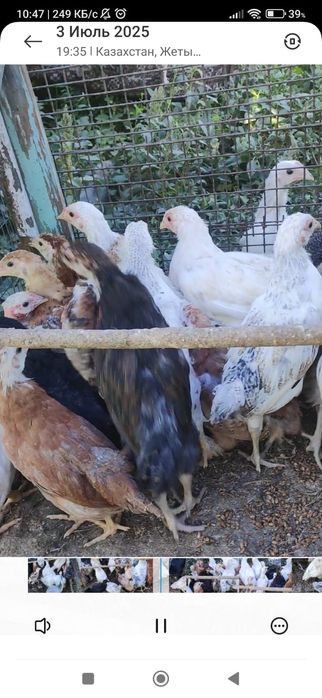 Цыплята - несушки 2 месяца