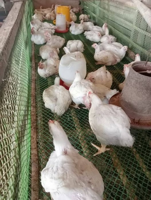 Pui de carne și rasa mixta