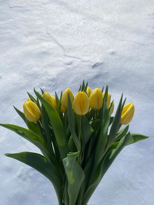 Продам тюльпаны оптом