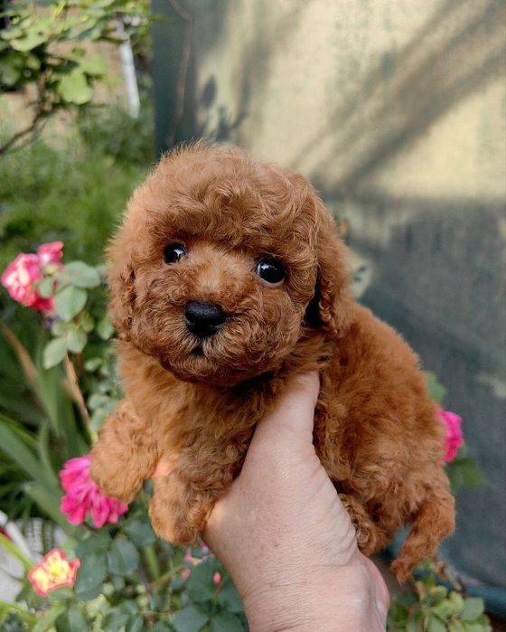 Девочки и мальчики мальтипу F1, супер мини,,китайские крови.