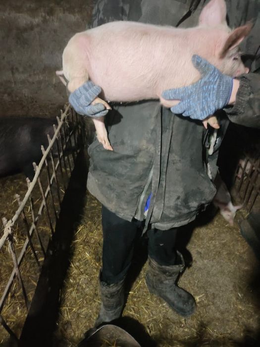 Г. Кокшетау.Продам поросят 1 месяц