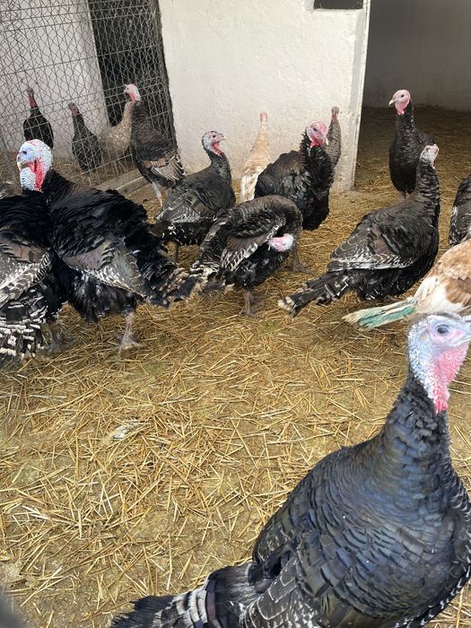 Vand curcani , greutate intre 15/20 kg