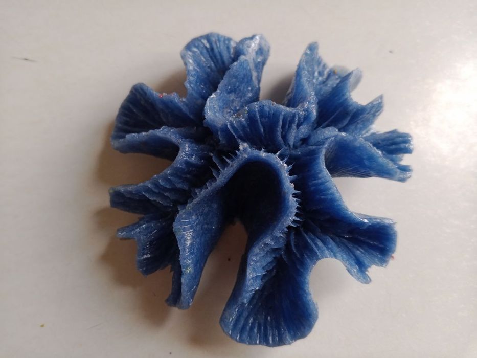 Akvarium uchun Karallar