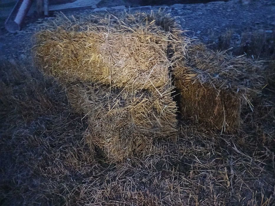 Vând baloți de orzoaică