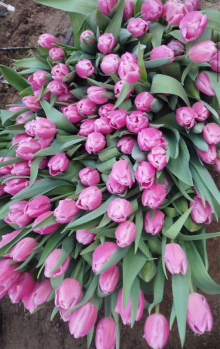 Тюльпаны оптом и в розницу Оптом Голландские тюльпаны