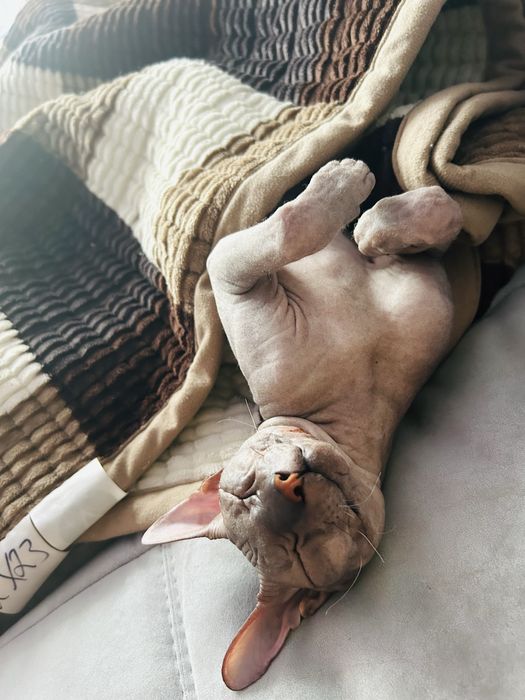 Кот сфинкс предлагает услуги альфонса