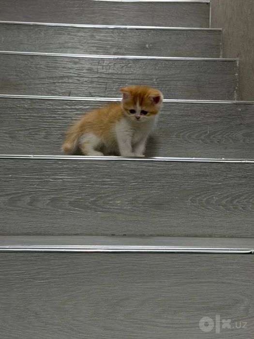 Продаются котята
