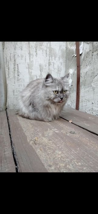 Кошка бывшедомашняя длинношерстная
