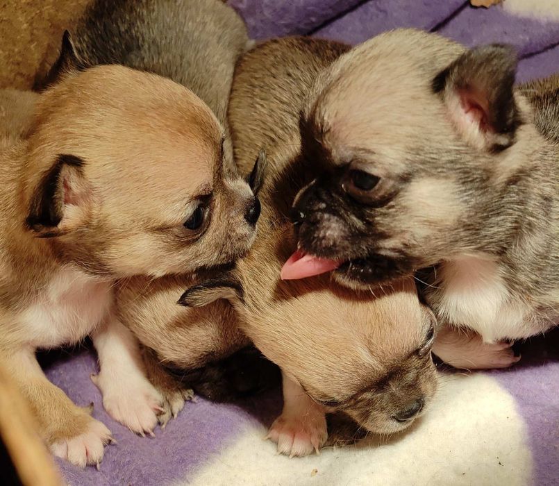 Чихуахуа супер мини