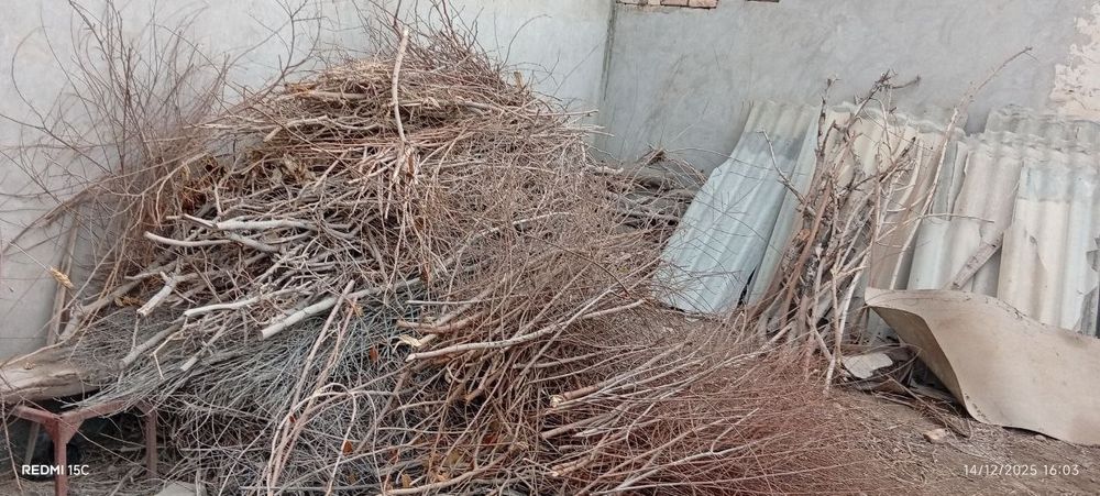 Утин сотилади, гужум ва тут шохолари