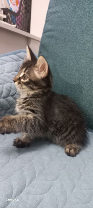 Котята в добрый руки