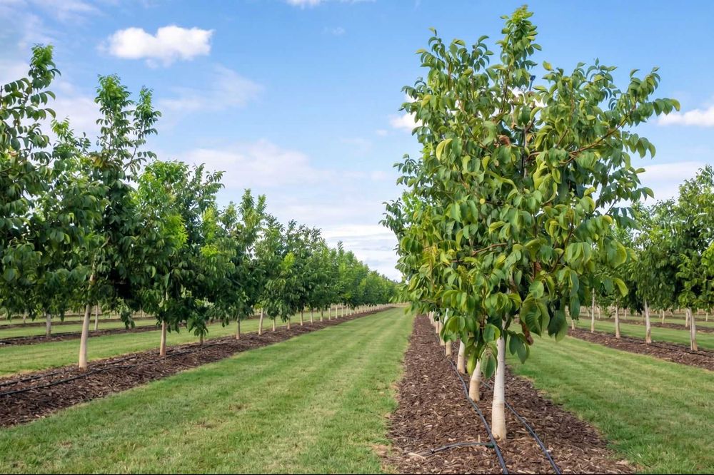 Proiectare si infiintare plantatii  la cheie