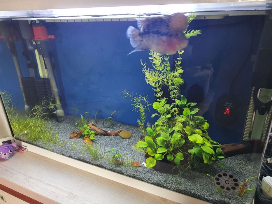 Заводской аквариум с рыбой