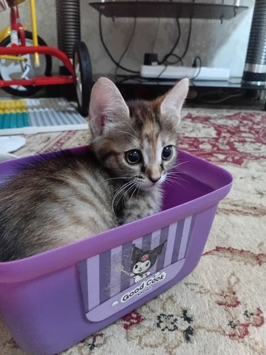 Отдам котёнка в добрые ручки