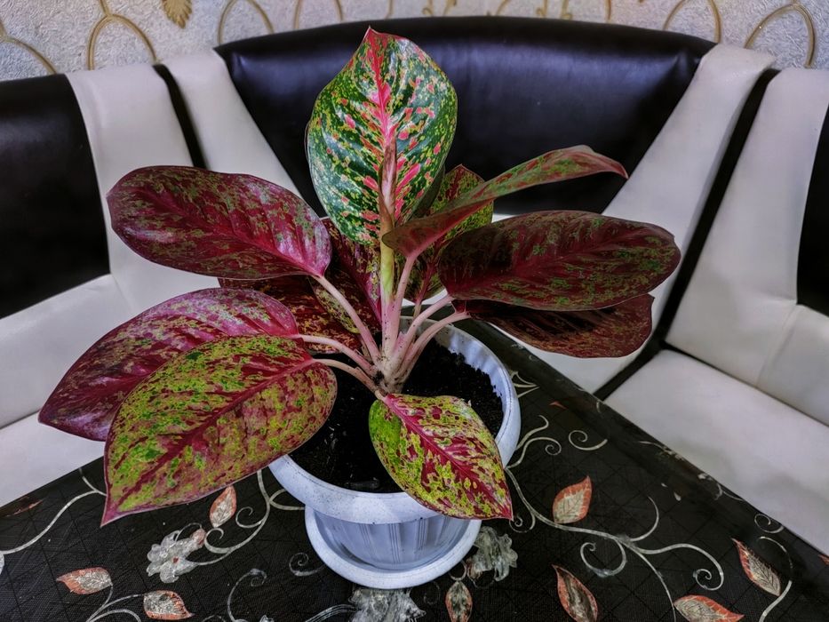 Растения с доставкой