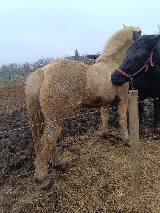 Vând sau schimb doua mânze