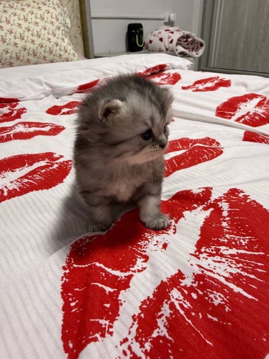 Продам котят шотланской породы