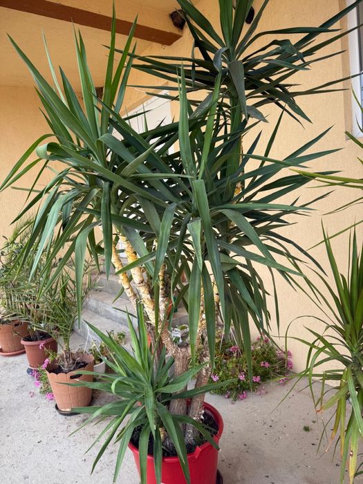 Floare Yucca de vanzare