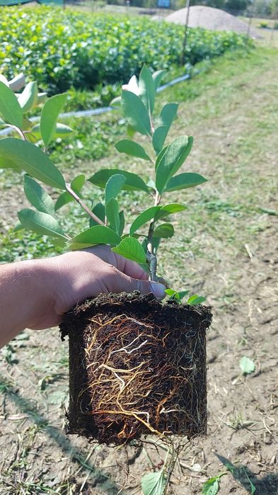 Leylandii / Laur englezes / Photinia / Gold Rider