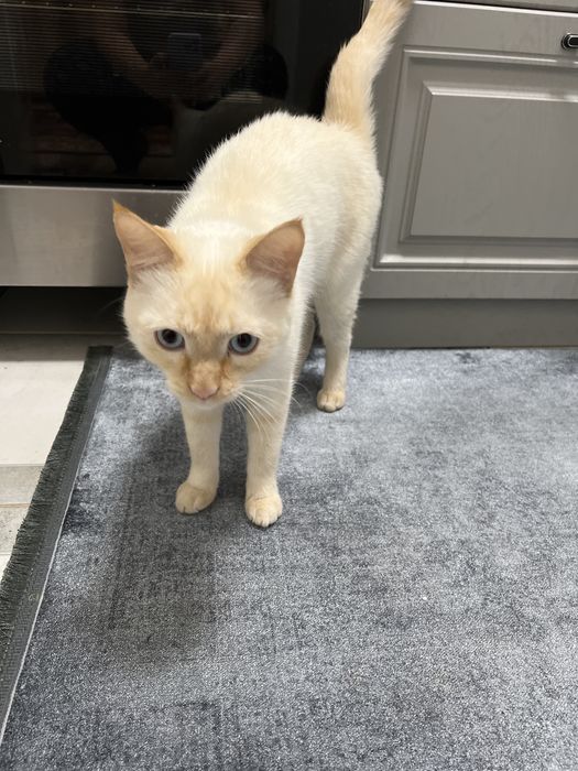 Отдам в хорошие руки