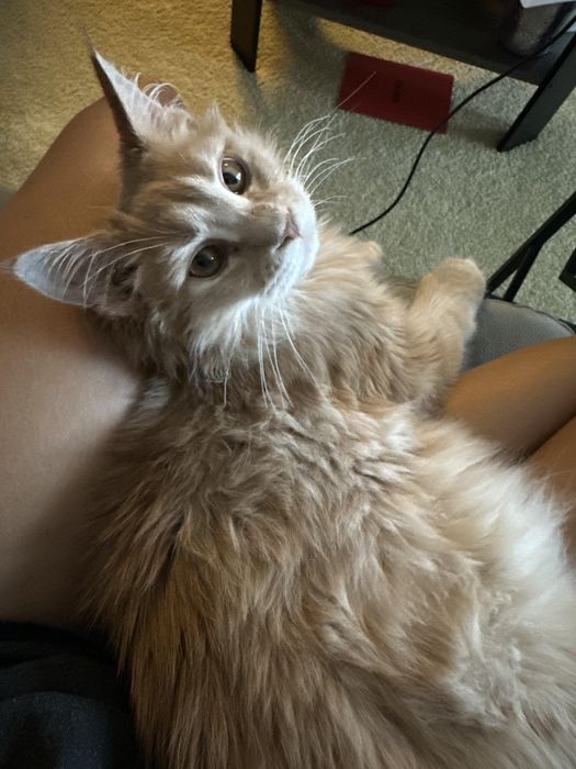 Пр.котёнка Мей Кун девочка 3 мес.