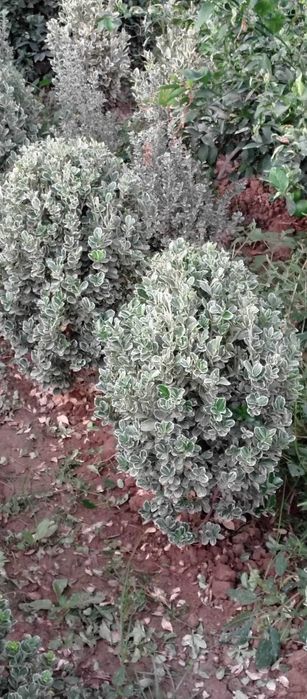 Gazon archa va gullar lanshat qilamiz