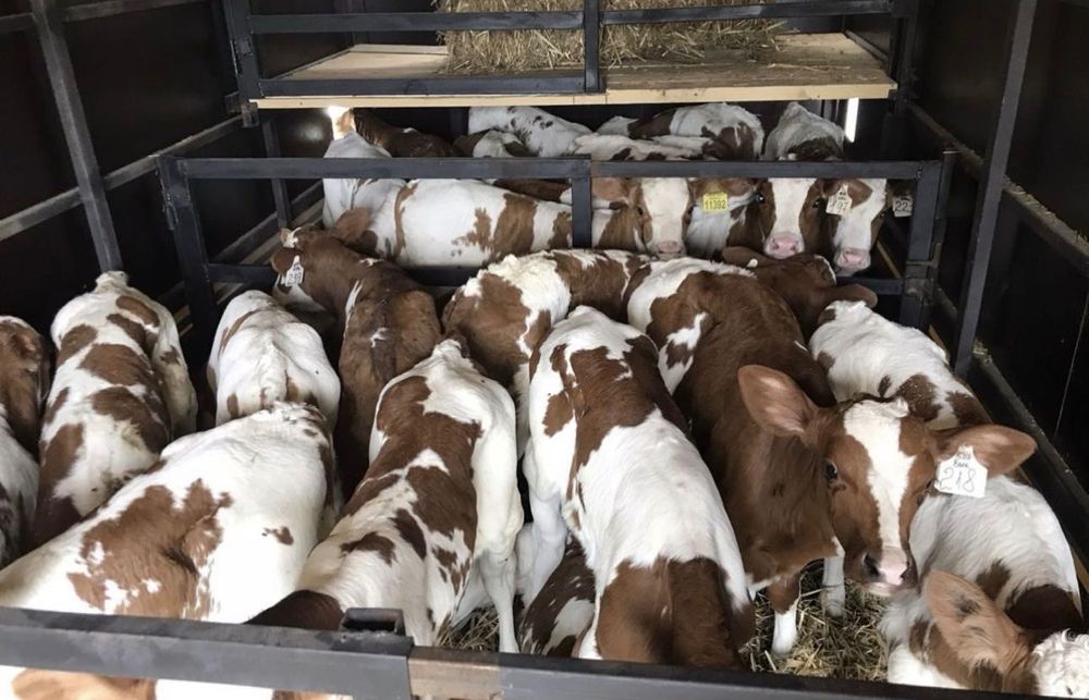 Продам телят , разной породы!!!