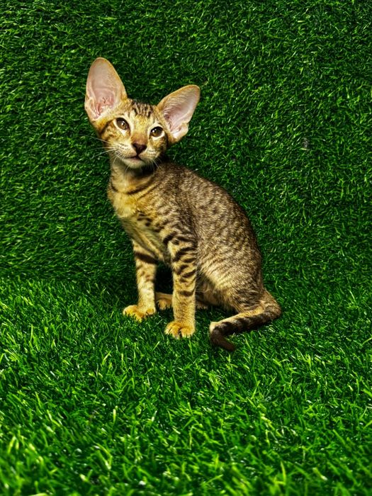 Котята Петерболды