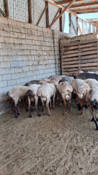 Qo'chqorlar sotiladi