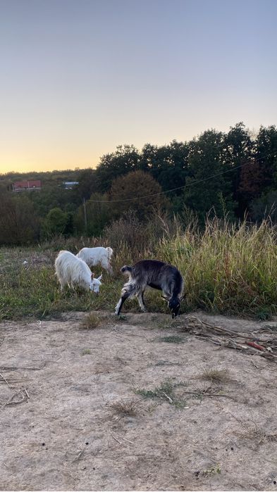 Vând capre gestante