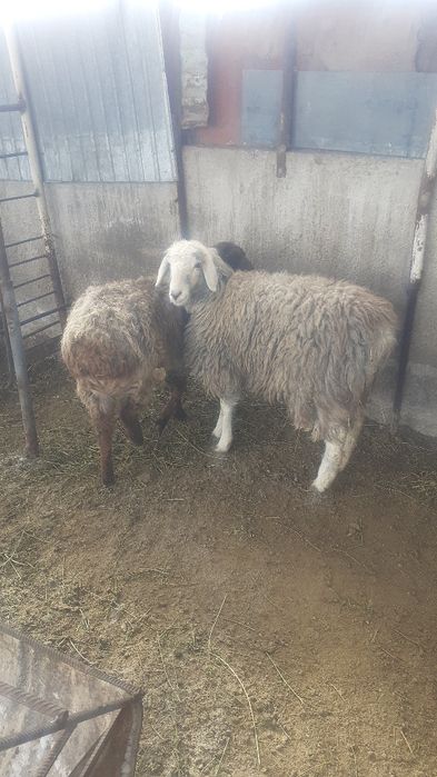 Қой сатылыды семіз тоқты