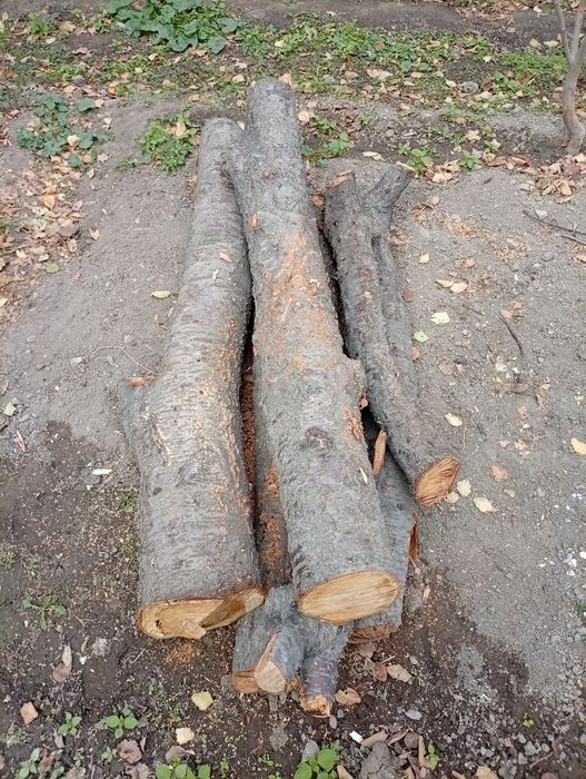 Ўтинлар сотилади ҳар ҳил.