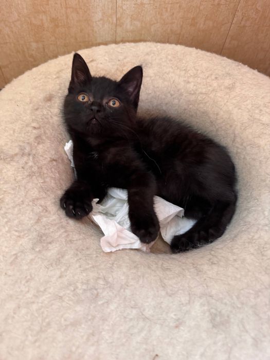 Котик около 3х м5сяцев