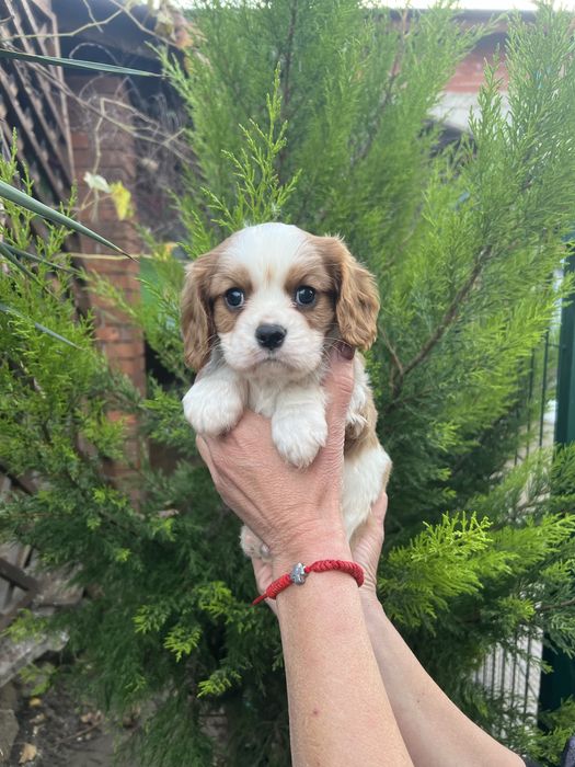 Кавалер Кинг Чарлз