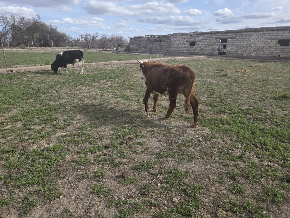 Баспақ сатылады екі 1,5 жасар еркек